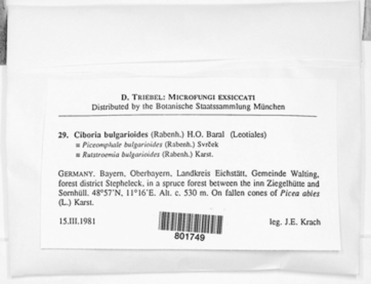 Ciboria bulgarioides image